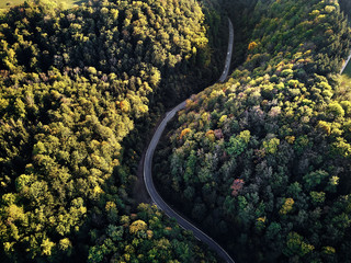 street between autumn trees in the forest aerial drone view from above, dji mavic