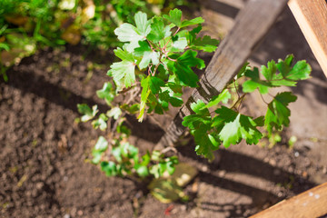 A small bush of black currant. Planting in the open field.