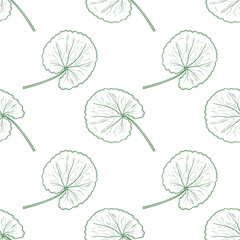 Gotu kola. Leaves. Background, wallpaper, seamless. Sketch. Monochromatic, contour