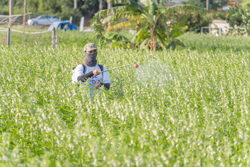 Naklejka na ściany i meble A young man farmer master is spraying pesticides (farm chemicals) on his own sesame field to prevent pests and plant diseases in the morning, close up, Xigang, Tainan, Taiwan