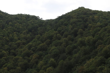 Fototapeta na wymiar Green woods on mountains