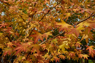 Autumn red, orange, yellow leaves on liquidambar (Liquidambar strasiciflua) branches. amber tree Texture of nature for design