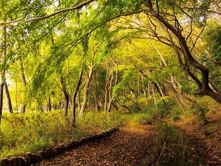 秋の涸れた川のある風景