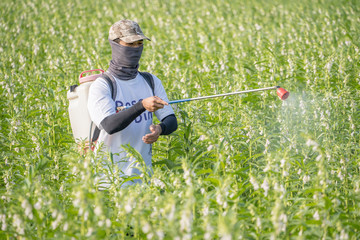 A young man farmer master is spraying pesticides (farm chemicals) on his own sesame field to prevent pests and plant diseases in the morning, close up, Xigang, Tainan, Taiwan