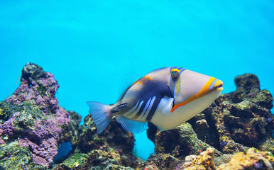 Fototapeta na wymiar Lagoon triggerfish Clown triggerfish