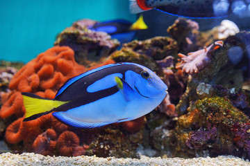 Coral fish Palette surgeonfish