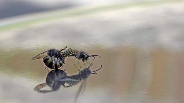 Queen wasp and male copulating on reflecting ground