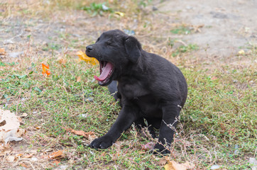 Interesting black dog walking in our yard