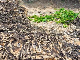 Stone beach and beautiful sea in the holiday.