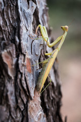 Praying Mantis on a Tree Bark