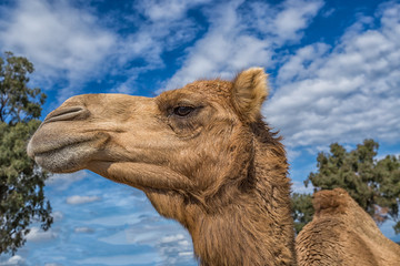 camel