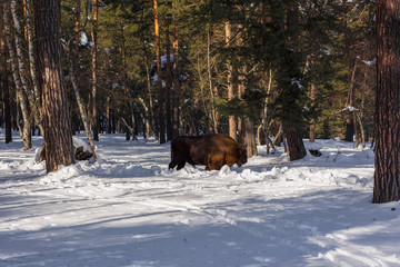 European bison in the winter forest. © explorich