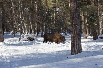 European bison in the winter forest. © explorich