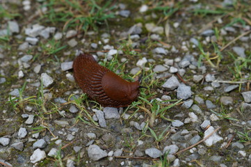 large brown snail on rocks and grass