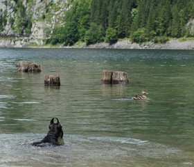 a small black dog swims behind a duck on the lake against the rocky shore overgrown with forest