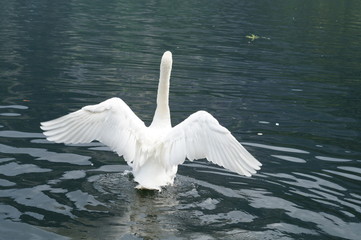 Swan on the water spread its wings