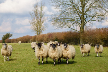 A flock of inquisitive  sheep in the late winter sunshine