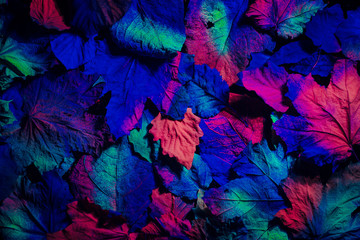Abstract black background with autumn leaves under ultraviolet lights.