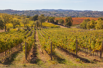 Fototapeta na wymiar Picturesque Tuscany autumn landscape with yellow and orange vineyards and plowed fields, Italy
