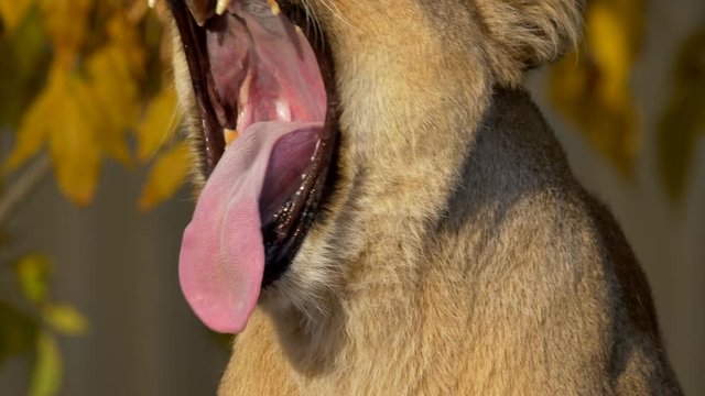 Asiatic lion (Panthera leo leo) yawning