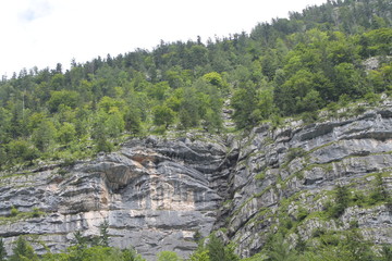 Alpine rocks, overgrown with forest, close-up