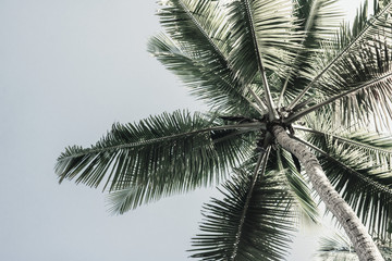Palm trees low angle view.