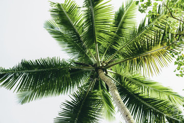 Silhouettes of palm trees.