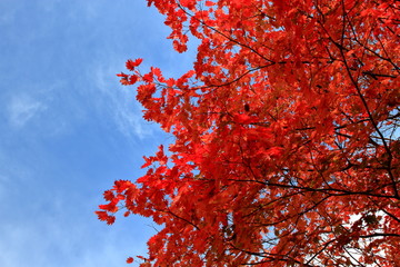 北海道、札幌の公園の秋の風景