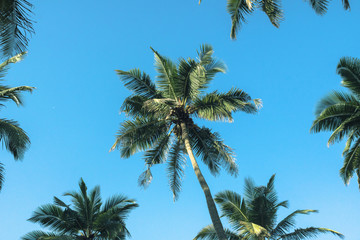 Fototapeta na wymiar Palm trees in the background.