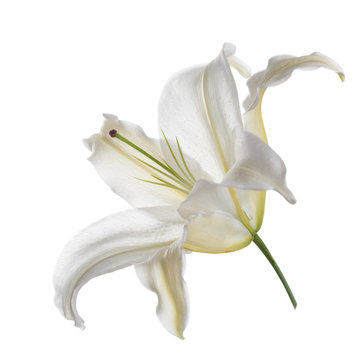 One white lily flower isolated.