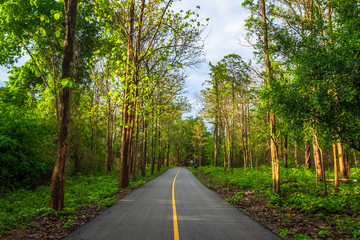 Obraz premium Road in Teak Forest