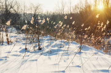 Winter landscape with snow covered herbs.