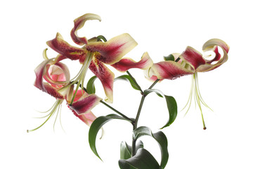 A branch of red lily flowers with yellow color isolated on a white background.