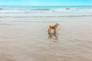 The dog walks in the sea at low tide on the beach of Goa.