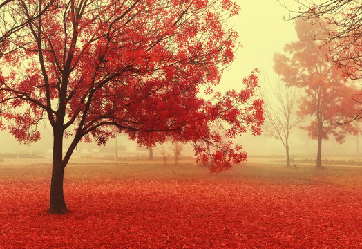 Red autumn tree in the park. Foggy autumn morning. Autumn landscape. Fairy magical landscape.
