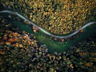 street between autumn trees in the forest aerial drone view from above, dji mavic