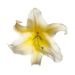 Fototapeta na wymiar Yellow lily flower isolated on white background.