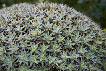 Deuterocohnia brevifolia