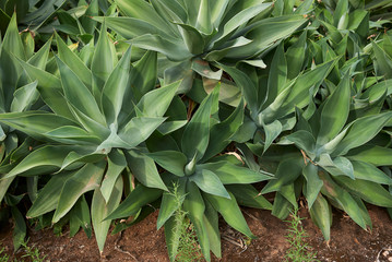 Agave attenuata