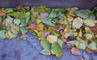 Concrete background with autumn foliage. Autumn mood. Copy space. Welcome autumn.
