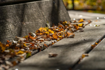 Herbst Bank Laub