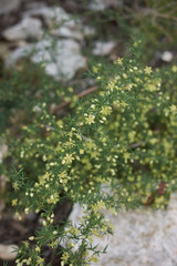 Asparagus acutifolius