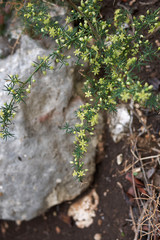 Asparagus acutifolius