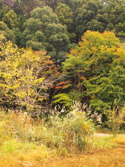 森と薄茂る風景