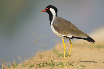 river tern bird , water bird on ground