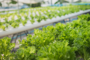 farmer inspecting hydroponic farm and observing growth vegetable Meticulously after delivered to...