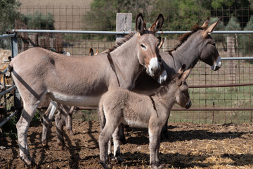 donkeys on farm
