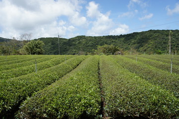 Fototapeta na wymiar 沖縄の茶畑