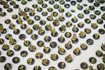 farmer inspecting hydroponic farm and observing growth vegetable Meticulously after delivered to...