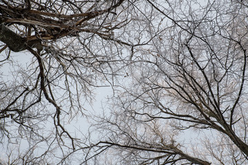 Fototapeta na wymiar tree branches closely intertwined